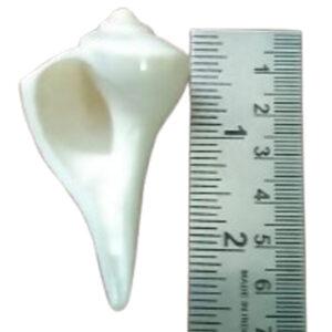 DSnk1 - Aadhyathmik Dakshinavarthi Valampuri Sankh 2.5inch