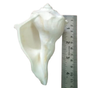 DSnk2 - Aadhyathmik Dakshinavarthi Shankh Valampuri Sanghu Sankh 4.5inch