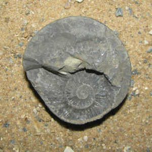 Chakrathazhwar Shaligram Shila Saligram Sila Salagram Stone Saligramam Murti Of Gandaki River - A5054