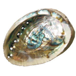 Rainbow Pearl Shell - S866689