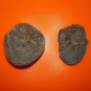 Lakshmi Narayana Shaligram Shila Saligram Sila Salagram Stone Saligramam Murti Of Gandaki River - S250702