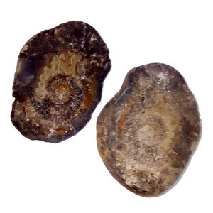 Aadhyathmik Unique Rare Sacred RadheKrishn Salagram from Nepal Gandhaki Nadhi - S9067-09