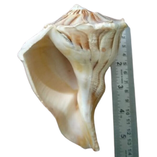 DSnk3 - Aadhyathmik Dakshinavarthi Shankh Valampuri Sangu Sankh 5.5inch