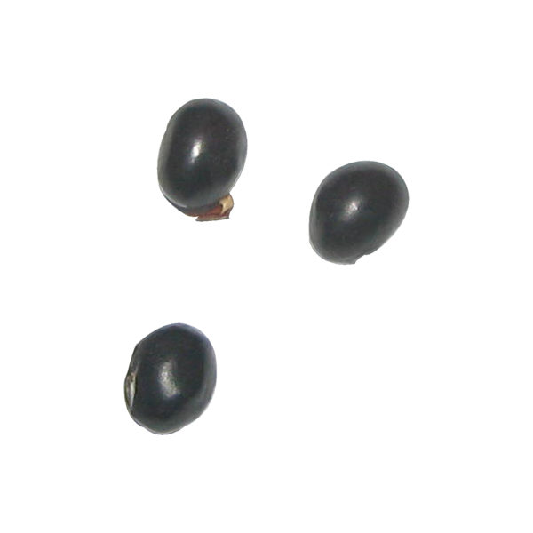 Nalla Guruginga Karupu Gundumani Black Chirmi Seed Gunja Seed (One Piece) - S967098