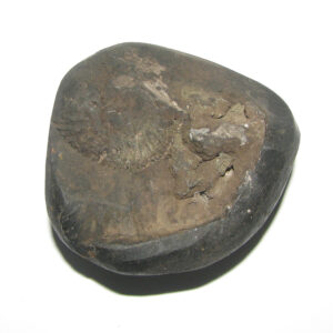 Aadhyathmik Sacred Hari Hara Salagram Shaligram Shalagram from Gandhaki Nadhi Nepal - S951387