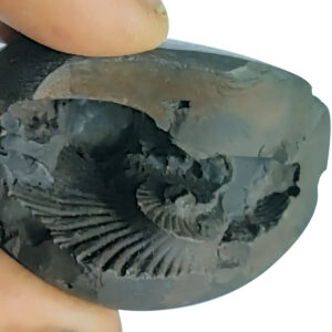 Aadhyathmik Natural Sacred Narasimha Shaligram Shila from Nepal Gandhaki Nadhi 2 Inch Salagram Shalagram 72g - S9067-26