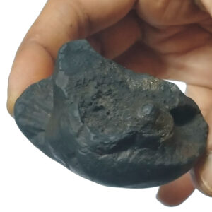 Aadhyathmik 100% Original Natural Sacred Balambigai Bala Tripura Sundari Shaligram Shila from Nepal Gandhaki Nadhi Salagram Shalagram 2inch 106grams - S9067-47-02