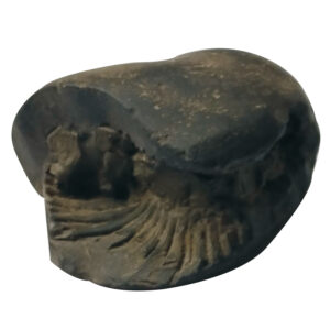 Aadhyathmik 100% Original Natural Sacred Nrusimha Narasimha Shaligram Shila from Nepal Gandhaki Nadhi Salagram Shalagram 2inch 66g - S9067-37