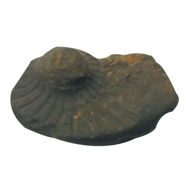 Aadhyathmik 100% Original Natural Sacred Kailash Manasarovar Shaligram Shila from Nepal Gandhaki Nadhi Salagram Shalagram 2.5inch 92g - S9067-41