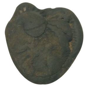 Aadhyathmik 100% Original Natural Sacred Matangi Das Maha Vidya Shaligram Shila from Nepal Gandhaki Nadhi Salagram Shalagram 2.5inch 108grams - S9067-49