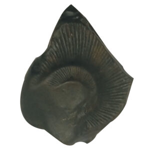 Aadhyathmik 100% Original Natural Sacred Nemali Pincham Mor Pankh Mayil Iraku Peacock Feather Krishna Shaligram Shila from Nepal Gandhaki Nadhi Salagram Shalagram 1.5inch 22grams - S9067-46