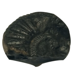 Aadhyathmik 100% Original Natural Sacred Surya Narayana Shaligram Shila from Nepal Gandhaki Nadhi Salagram Shalagram 1inch 24grams - S9067-48