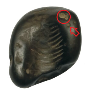 Aadhyathmik Chinnamasta Das Maha Vidya Shaligram Shila from Nepal Gandhaki Nadhi 100% Original Natural Sacred Salagram Shalagram 1.5inch 50grams Also for Panchayatan Pooja - S9067-64