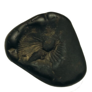 Aadhyathmik Kali Shaligram Shila from Nepal Gandhaki Nadhi 100% Original Natural Sacred Salagram Shalagram 4inch 484grams - S9067-57