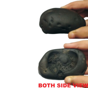 Aadhyathmik Vishwambhara Shaligram Shila from Nepal Gandhaki Nadhi 100% Original Natural Sacred Salagram Shalagram 3inch 262grams with Many Tiny Chakras - S9067-58
