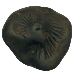 Aadhyathmik Varahi Shaligram Shila from Nepal Gandhaki Nadhi 100% Original Natural Sacred Salagram Shalagram 2inch 112grams Also for Panchayatan Pooja - S9067-70