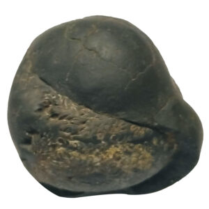 Aadhyathmik Hiranya Garbha Shaligram Shila from Nepal Gandhaki Nadhi 100% Original Natural Sacred Salagram Shalagram 1.5inch 80grams - S9067-78