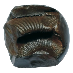 Aadhyathmik Damodar Shaligram Shila from Nepal Gandhaki Nadhi 100% Original Natural Sacred Salagram Shalagram 2inch 178grams - S9067-79