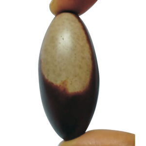 Narmada Banaling Natural for Panchayatan Puja 2inch 36grams - V0039-01