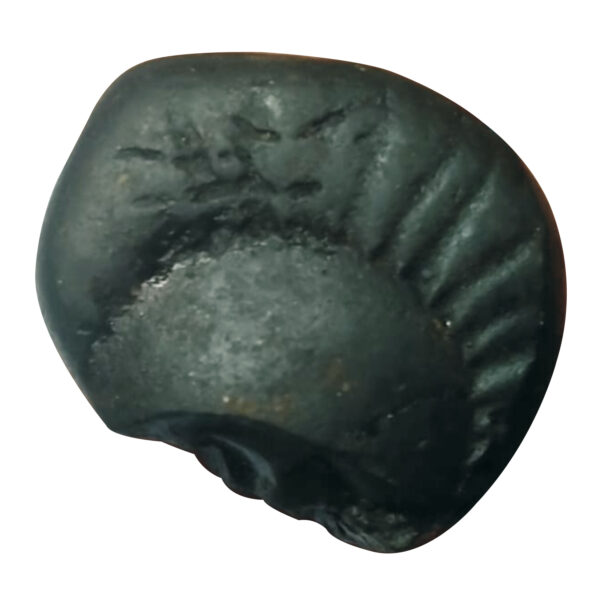 S9067-81 - Aadhyathmik Lakshmi Shaligram Shila from Nepal Gandhaki Nadhi 100% Original Natural Sacred Salagram Shalagram 1inch 12grams