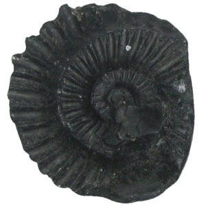 S9067-25-02 - Aadhyathmik Natural Sacred Sudarshan Shaligram Shila from Nepal Gandhaki Nadhi Salagram Shalagram 1.5 Inch 20grams