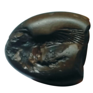 S9067-82 - Aadhyathmik Prathyangira Shaligram Shila from Nepal Gandhaki Nadhi 100% Original Natural Sacred Salagram Shalagram 2inch 192grams