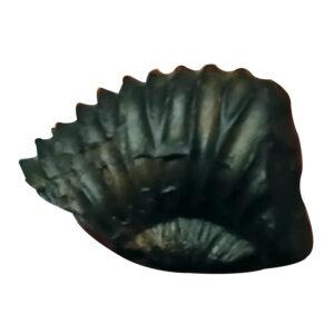 S9067-84 - Aadhyathmik Surya Narayana Shaligram Shila from Nepal Gandhaki Nadhi 100% Original Natural Sacred Salagram Shalagram 1inch 6grams