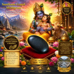NGS47 - Santhana Gopal Shaligram Aadhyathmik Original Natural Sacred from Nepal Gandhaki Nadhi 2inch 41grams