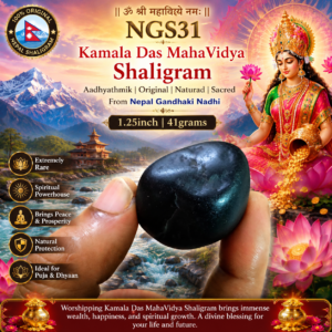 NGS31 - Kamala DasMahaVidya Shaligram Aadhyathmik Original Natural Sacred from Nepal Gandhaki Nadhi 1.25inch 41grams