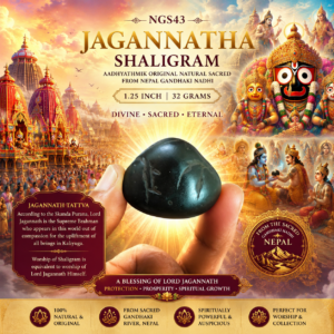 NGS43 - Jagannatha Shaligram Aadhyathmik Original Natural Sacred from Nepal Gandhaki Nadhi 1.25inch 32grams