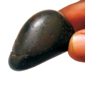 S9067-17-02 - Aadhyathmik Natural Sacred Mathsya Salagram From Gandhaki Nadhi Nepal Shaligram Shila Shalagram 2 inch 60grams