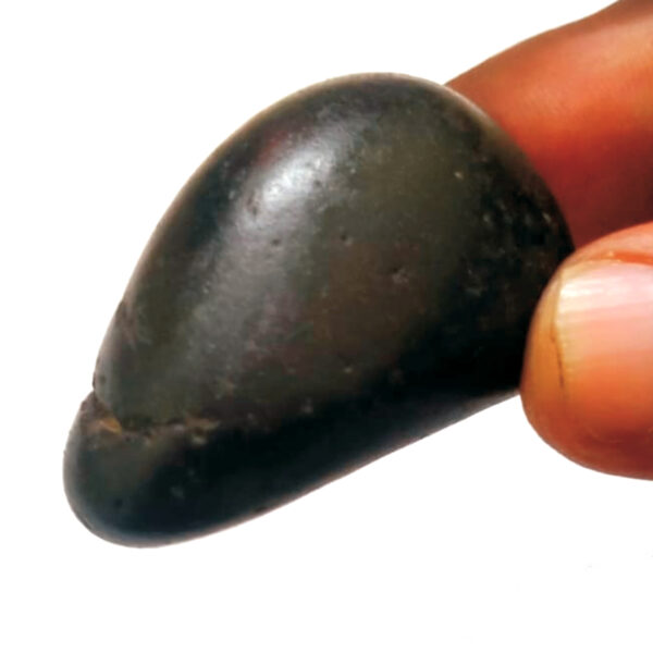 S9067-17-02 - Aadhyathmik Natural Sacred Mathsya Salagram From Gandhaki Nadhi Nepal Shaligram Shila Shalagram 2 inch 60grams