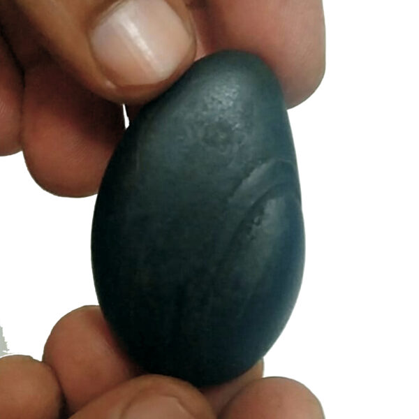 S9067-72-02 - Aadhyathmik Mohini Shaligram Shila from Nepal Gandhaki Nadhi 100% Original Natural Sacred Salagram Shalagram 2inch 40grams Also for Panchayatan Pooja