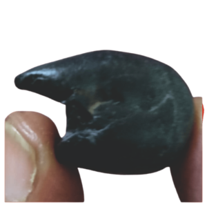 NGS8 - Hayagreeva Shaligram Lakshmi Hayagriv Aadhyathmik Original Natural Sacred from Nepal Gandhaki Nadhi 1inch 15grams