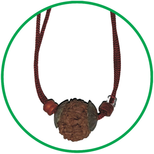 S9058-398-09 – Aadhyathmik 5 Mukhi Rudraksh Kavach Pancha Mukhi Rudraksh Kavach for Men and Women