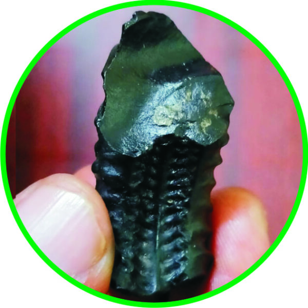 S9067-70-02 - Aadhyathmik Varahi Shaligram Shila from Nepal Gandhaki Nadhi 100% Original Natural Sacred Salagram Shalagram 1.5inch 12grams Also for Panchayatan Pooja