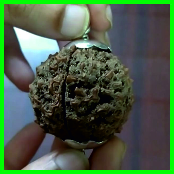 5MR-SPC0001 - Aadhyathmik Rare Collector Size 40mm Pancha Mukhi Rudraksha with Natural Scars in Silver Pendant
