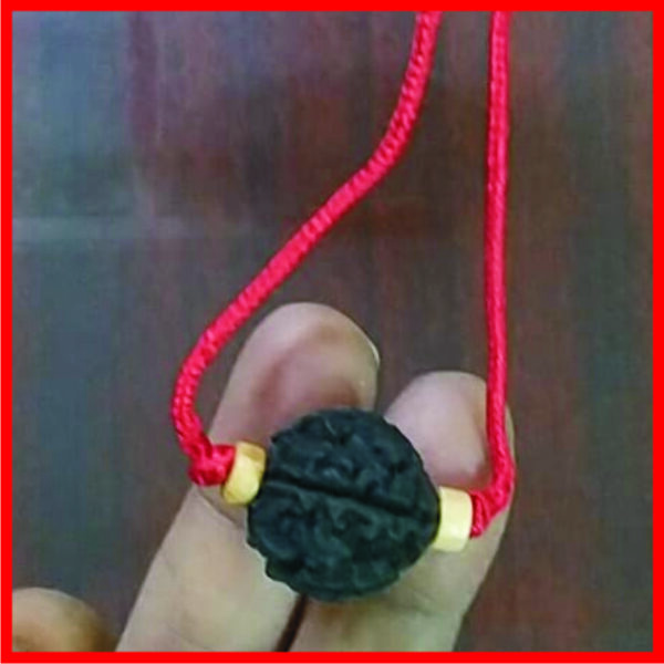 5MR1 - Aadhyathmik Panchamukhi Rudraksha in Thread