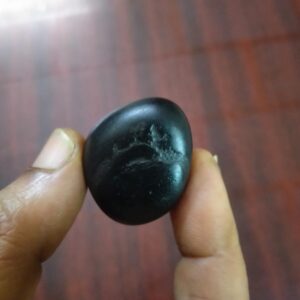 NGS44 - Shimshumara Shaligram Aadhyathmik Original Natural Sacred from Nepal Gandhaki Nadhi 1.25inch 30grams